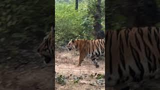 Two tigers in one frame ।Today's Tiger Sighting Update । Sanjay National Park