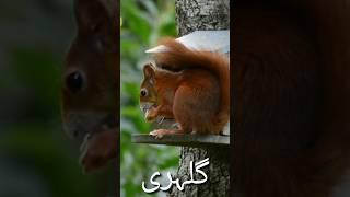 squirrel | گلہری #birds #alphabet #shorts #viral