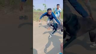 Charli Dog race Kolhapur || Dog race Maharashtra || Dog race || Dog race Kolhapur || #shorts