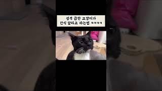 간식 안주니까 집사 때리는 고앵이들ㅋㅋㅋㅋㅋ#cat #고양이 #고양이개인기 #뚱냥이 #턱시도고양이