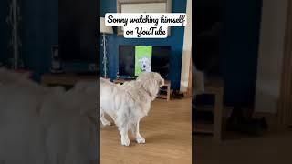 Sonny the Golden Retriever Watching Himself on YouTube #shorts