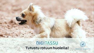 Tutustu rotuun huolella!