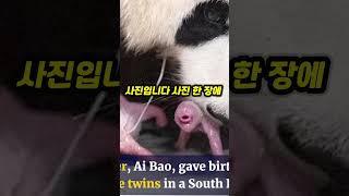 아이바오가 타임지에 실린 이유