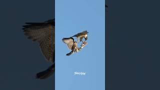 Fantastic aerial food transfer practice between Mama Peregrine Falcon and her Fledgeling. #falcon