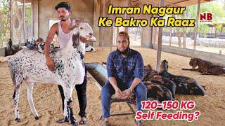 Imran Nagaur ke Heavyweight Bakro ka Raaz | India's Biggest Self Feeding Khassi Goats