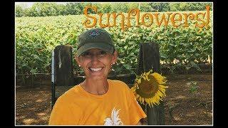 1000's of SUNFLOWERS!