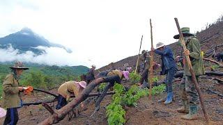 Hmong laos cultivate upland rice.hmoob nplog cog nplej teb