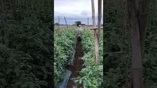 Tomato  Sprayer