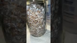 Crazy Beautiful Mycelium Growth #shorts #mushroom #mushroomgrowing #mycology #mycelium #spores