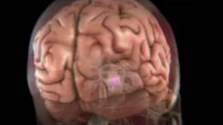 How the Brain Works: Hypothalamus