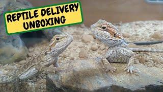 Reptile Delivery Day Unboxing And Tropical Plants Arrive (Snake Island Exotics)