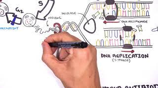 Pharmacology  - Chemotherapy agents (MOA, Alkalating, antimetabolites, topoisomerase, antimitotic )