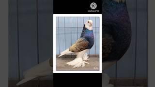 Top 5 fancy pigeon not for sale #viral #top #pigeon