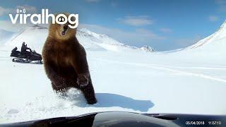 Snowmobilers Encounter a Bear || ViralHog