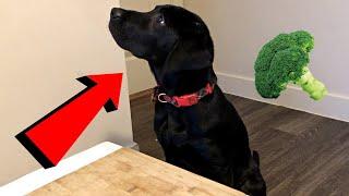 Labrador Puppy Reviews Vegetables!!