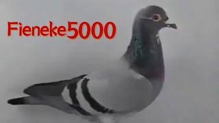 Pigeon 4: Fieneke5000