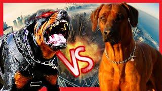 Rottweiler vs leão da Rodesia (Rhodesian ridgeback)