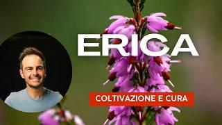 Erica: la pianta che NON MUORE MAI (quasi)!