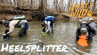 Streams of Hope - Carolina Heelsplitter Conservation Efforts | What's Wild