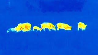 Pulsar Thermion XQ38 **THERMAL SCOPE REVIEW**