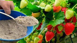 Magical feeding for STRAWBERRIES – a recipe that brings miraculous results! The secret is in just