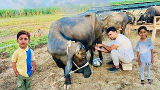 Morning routine in Happy Joint Family Village | Pakistan Village life | Shoaib Maharzada