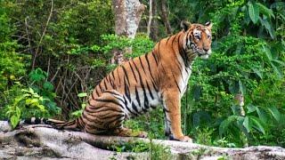 Kabini I Kabini safari I Tiger reserve I Nagarhole I JLR I Jungle Lodges and Resorts Safari