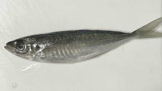 Butterflying Horse Mackerel for Aji Fry