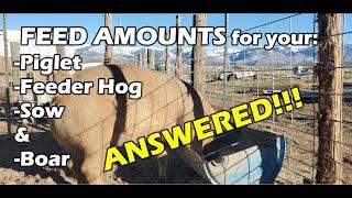 How much daily FEED ration to give your PIG - ANSWERED!!!