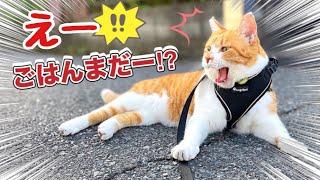 「ごはん」しびれを切らし喋りだした猫｜The Cat That Got Tired of "Food" And Started Talking