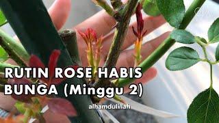 [BARAKALLAHUFIK] RUTIN HABIS MUSIM BUNGA ROS (Minggu 2) | Little SQFT