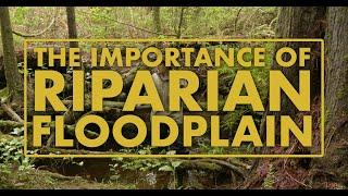 The Importance of Riparian Floodplains