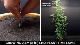 Growing Chia Plant Time Lapse - 101 Days with Mars Hydro Grow light