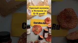 Красный мухомор в Испанию за 12-15 дней? #микродозингмухомора #ежовик #Испания