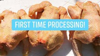 Chicken Processing - Our first time ever!!