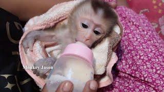 Tiny Newborn Monkey Starving, Baby Monkey Jason Drinking Milk With Mom Care After Wake Up