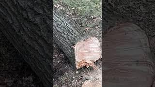 Firewood equals exercise #nature #outdoors #wildoutdoors  #woods #firewood #exercise