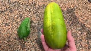 Gardening tips how to tell if your cucumber is ripe or over ripe⁉️