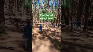 Pine forest #Kodaikanal #travel #shortvideo #viral video #travel with amaresh