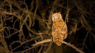 African night sounds | Sabie River #1, Kruger National Park, South Africa- Kruger safari sounds 120