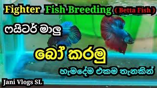 ෆයිටර් මාලු බෝ කරමු - Fighter Fish Breeding Sinhala - Jani Vlogs SL