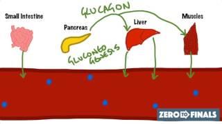 Blood Glucose Regulation and Diabetes