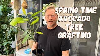 The Best time to Graft An Avocado Tree is… NOW!