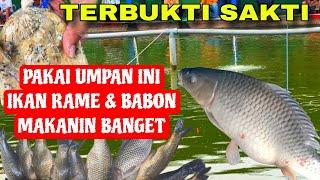 FAKTA‼️ Kalau Umpannya Enak Ikan Kecil Dan Babon Pasti Makan Telak