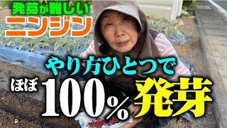 少しの工夫で大幅に発芽率の悪いニンジンの発芽率が上がります【種まきから発芽まで】【ニンジン】【100％発芽を目指す】