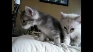 Cute Kittens Crying