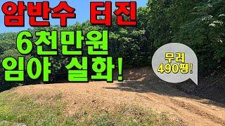 암반수 터진 490평 임야가 겨우 6천만원?!?! 주변 풍경도 끝내줍니다! [한울 45]