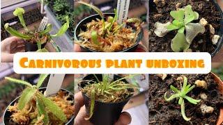 Carnivorous plant unboxing - brads greenhouse