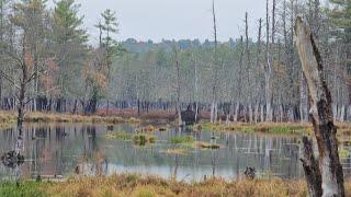 Massive Flood Displaces Beavers And Scars Forest