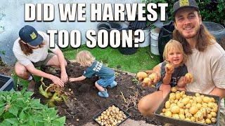 Harvesting backyard Potatoes grown in Pots | Our First Time